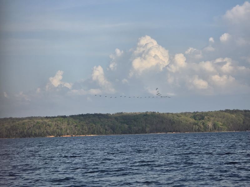 Birds in formation over the lake and wooded shoreline