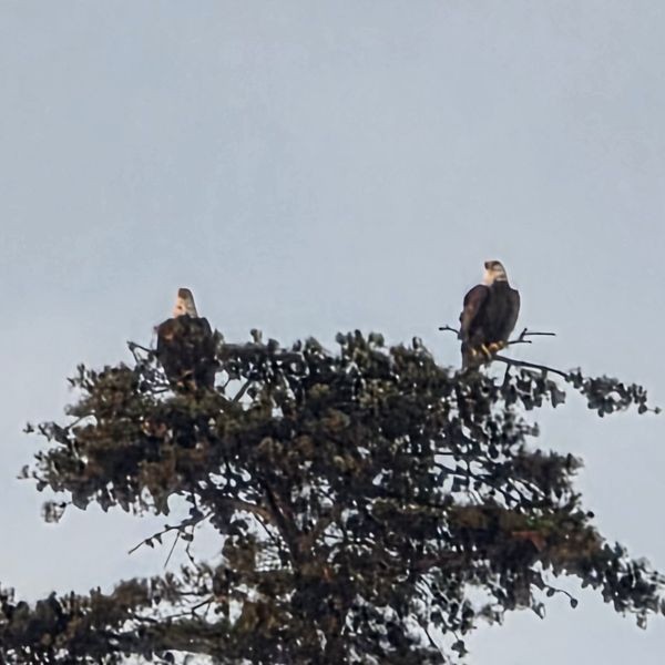 Two bald eagles on a treetop