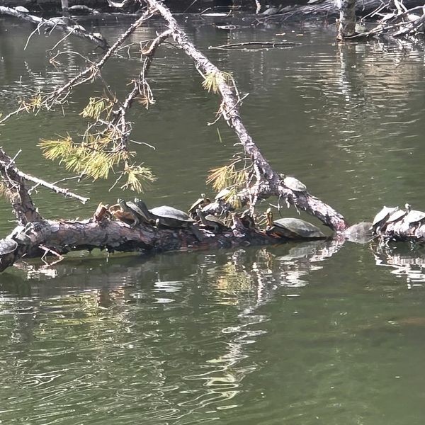 A dozen turtles lined up on a branch in the water